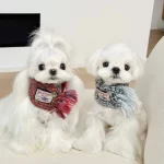 Keep your pet warm and stylish with the Cozy Colorblock Knitted Pet Scarf. Handcrafted with care, this scarf features vibrant colorblock patterns and playful tassels for an added touch of charm. Made from soft and durable yarn, it provides warmth without compromising on comfort. Perfect for chilly walks, festive gatherings, or photoshoots, this accessory is a great way to elevate your pet's winter wardrobe. Available in multiple color combinations to suit every furry friend’s personality, it’s both a functional and fashionable addition to their outfit.