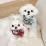 Add a cozy and stylish touch to your pet’s winter wardrobe with the Colorblock Knitted Pet Scarf. Featuring a soft, handwoven design and playful colorblock patterns, this scarf provides warmth and elegance for chilly days. The fringed tassel detailing adds a whimsical flair, while its lightweight yet snug fit ensures your pet stays comfortable and fashionable. Perfect for outdoor walks, photoshoots, or festive gatherings, this scarf is a charming accessory that complements any winter outfit. Designed for pets who love a blend of comfort and style.